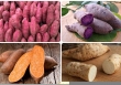 11 lợi ích thần kỳ nếu bạn nên ăn khoai lang mỗi ngày