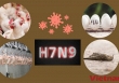 Mỹ ghi nhận ổ dịch cúm gia cầm H7N9 đầu tiên sau 8 năm