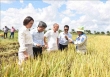 Giống lúa lai Việt Nam “làm nên kỳ tích” trên đất Cuba