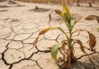 Phát hiện khả năng 'ghi nhớ' hạn hán của vi sinh vật trong đất, mở ra hướng mới bảo vệ cây trồng trước biến đổi khí hậu