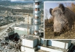 Thảm họa hạt nhân Chernobyl: Vì sao lợn rừng tại Tây Âu vẫn nhiễm phóng xạ sau 37 năm?