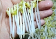4 loại rau củ nằm trong “danh sách đen” gây ung thư gan, mê mấy cũng nên ăn ít lại
