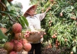 Về quê vải tổ
