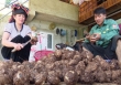 Khoai sọ Cụ Cang