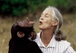 Huyền thoại Jane Goodall và di sản bất tử của người phụ nữ thay đổi cách ta nhìn về động vật