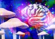 Chất gây ảo giác Psilocybin mở ra hy vọng mới trong điều trị trầm cảm