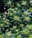 Mùa hoa sữa trở về – Hương ký ức giữa lòng Hà Nội