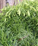 Người dân Tây Tựu tất bật thu hoạch hoa loa kèn tháng 4