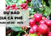 Dự báo giá cà phê tuần tới (25 - 30/1): Thời tiết tốt ủng hộ giá cà phê Arabica