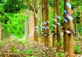 Giá cao su đồng loạt giảm trên các sàn châu Á