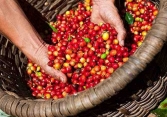 Giá cà phê Tây Nguyên giảm còn 30.800 đồng/kg