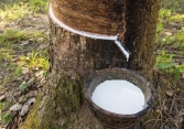 Tồn kho cao su Trung Quốc tăng trở lại