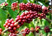 Giá cà phê đồng loạt tăng nhẹ