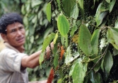 Thị trường hồ tiêu Việt Nam tiếp tục trầm lắng trong năm 2021