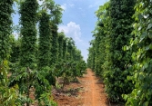 Thương lái đẩy giá tiêu thu mua cao hơn 1.000 - 2.000 đồng/kg