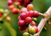 Giãn cách xã hội khiến nhu cầu cà phê hòa tan tăng, cà phê Robusta hưởng lợi?