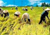 Giá gạo xuất khẩu của Ấn Độ bất ngờ tăng mạnh