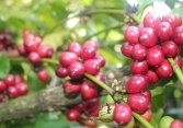 Robusta tiếp tục là 'điểm sáng' trong thị trường cà phê