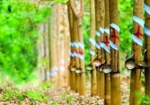 Kinh tế Mỹ phục hồi đẩy giá cao su tăng cao