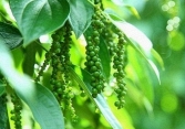 Giá tiêu bất động phiên thứ 5 liên tiếp