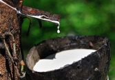 Giá cao su thế giới giữ đà tăng