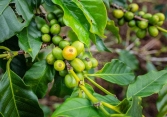 Giá cà phê Tây Nguyên tăng 300 đồng/kg