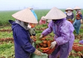 Hải Dương công bố giá nông sản giải cứu: Cà rốt, ổi, chuối, cà chua, su hào chỉ 2.000- 6.000 đồng/kg 