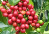 Giá cà phê Tây Nguyên giữ đà tăng, cao nhất đạt 33.100 đồng/kg