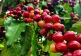 Giá cà phê Tây Nguyên giảm 100 đồng/kg, cao nhất đạt 33.000 đồng