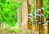 Giá cao su giảm đồng loạt do sản xuất ảm đạm