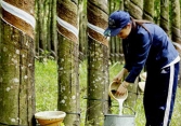 Cao su Nhật Bản tăng phiên thứ hai liên tiếp
