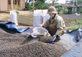 Giá tiêu khả năng đạt 100.000 đồng/kg?