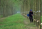 Giá cao su tăng đồng loạt