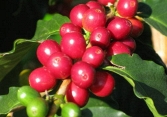 Cà phê Tây Nguyên tăng mạnh 600 đồng/kg