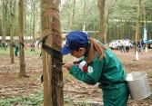 Trung Quốc thắt chặt nhập khẩu cao su