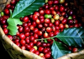Cà phê Tây Nguyên cao nhất 32.700 đồng/kg