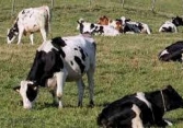 Vinamilk sẽ liên kết với công ty Nhật để bán các sản phẩm thịt bò