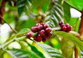 Cà phê Tây Nguyên tăng 100 đồng/kg