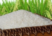 Sản lượng lúa ở đồng bằng sông Cửu Long đang ở mức dồi dào