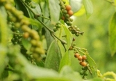 Giá tiêu tiếp tục tăng, áp sát mốc 80.000 đồng/kg