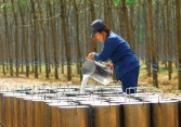 Giá cao su giảm sâu