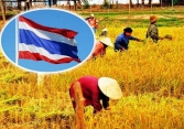 Xuất khẩu gạo Thái Lan được dự báo tăng mạnh