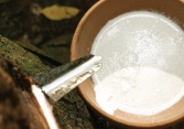 Sản lượng cao su thiên nhiên của thế giới giảm trong tháng 2/2021