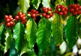 Giá cà phê Robusta giảm mạnh