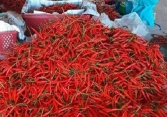 Trung Quốc cấm nhập khẩu ớt từ Việt Nam là thông tin giả mạo