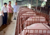 Giá heo hơi 'đi ngang'