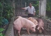 Giá thức ăn chăn nuôi tăng mạnh giữa lúc giá heo hơi ‘đứng yên’