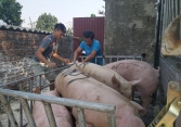 Đà giảm giá heo hơi miền Bắc chậm lại