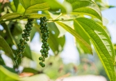 Giá tiêu trong nước đi ngang, thế giới tiếp tục tăng
