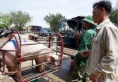 Giá heo hơi vẫn giảm cục bộ